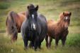 Islandští koně