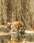 Tygr ve volné přírodě