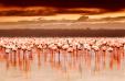 Za plameňáky k jezeru Nakuru a Masai Mara - Pražský Klub tour operator
